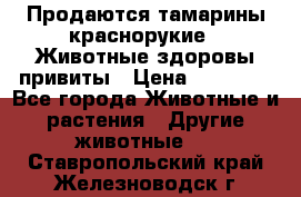 Продаются тамарины краснорукие . Животные здоровы привиты › Цена ­ 85 000 - Все города Животные и растения » Другие животные   . Ставропольский край,Железноводск г.